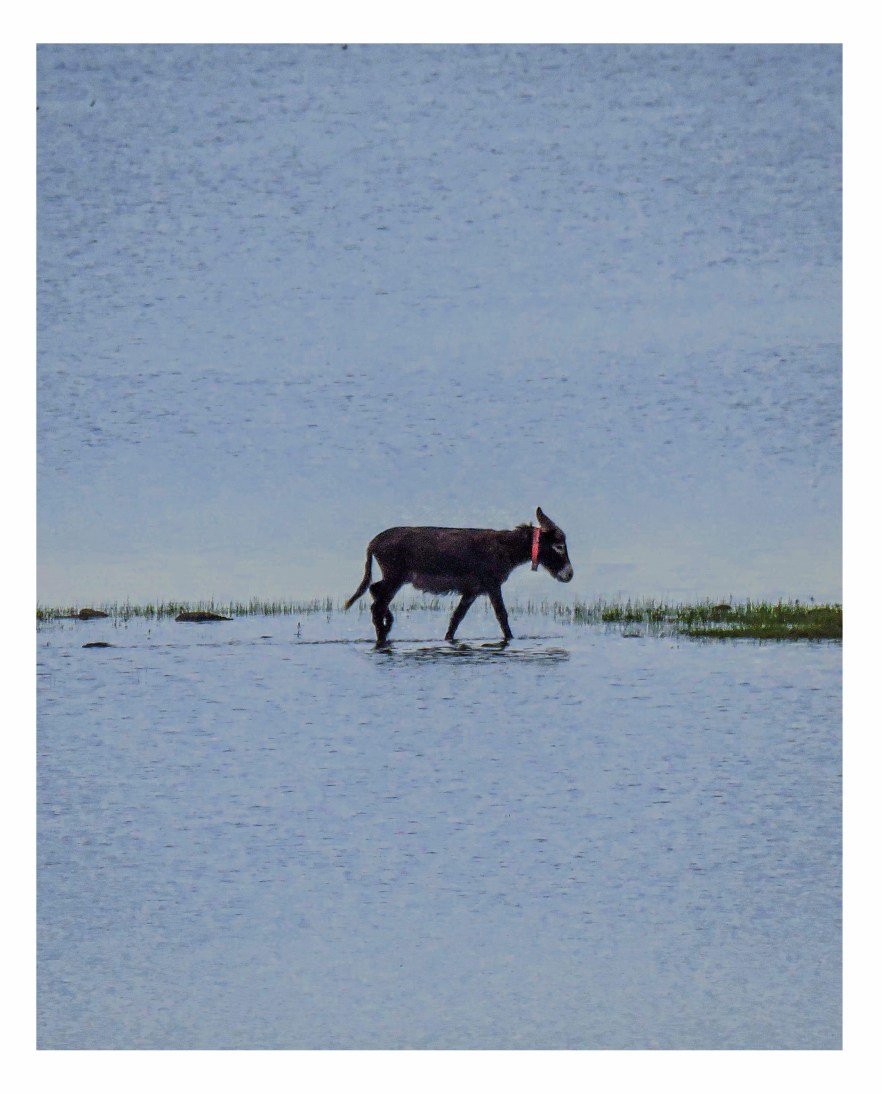 Donkey on Water Original frame
